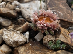 Townsendia condensata