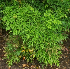 Danae racemosa