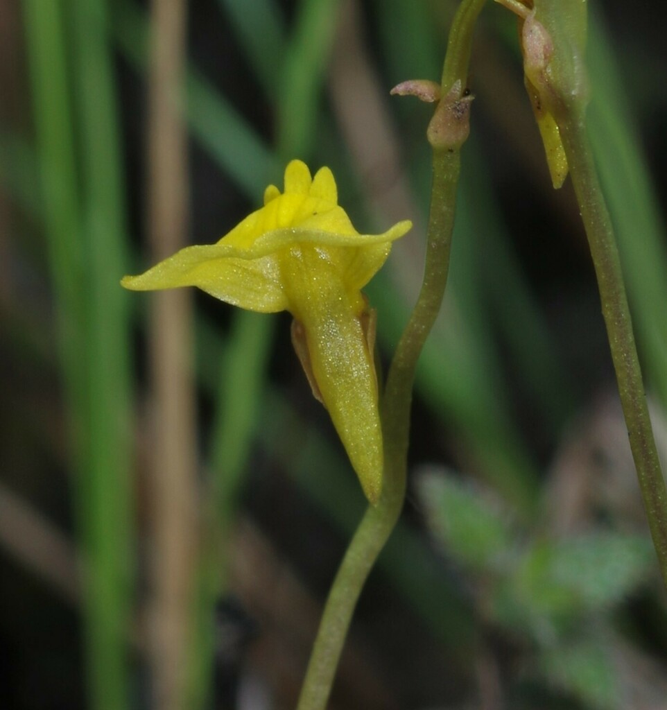 Utricularia nana A.St.-Hil. & Girard