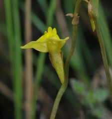 Utricularia nana