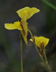Utricularia nana