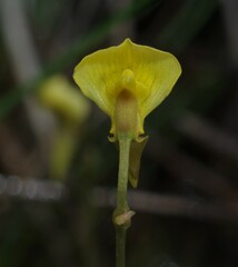 Utricularia nana