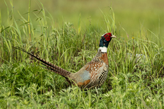 Phasianus colchicus pallasi