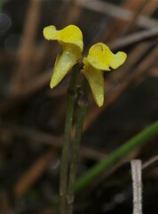 Utricularia nana