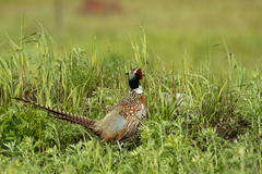 Phasianus colchicus pallasi