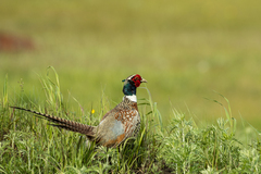 Phasianus colchicus pallasi