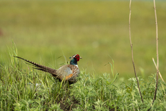 Phasianus colchicus pallasi