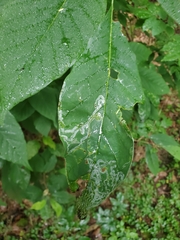 Phyllocnistis magnoliella