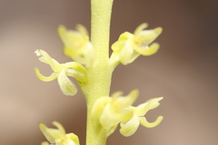 Platanthera colemanii