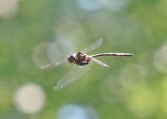 Somatochlora linearis