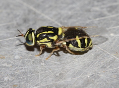 Oxycerini