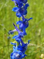 Delphinium depauperatum