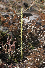 Platanthera colemanii