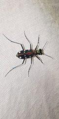Cosmodela separata