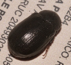 Diplotaxini