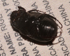 Diplotaxini