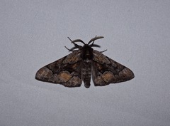 Phaeoura mexicanaria