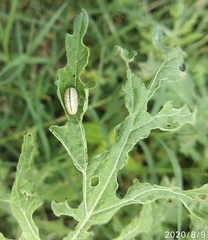 Zygogramma bicolorata