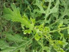 Zygogramma bicolorata