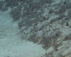 Ptereleotris heteroptera