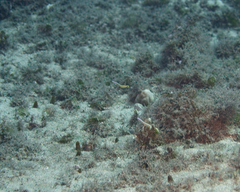 Gunnellichthys curiosus