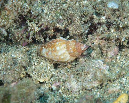 Canarium wilsonorum observed 2022-07-09