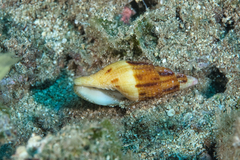 Nebularia incompta
