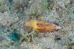 Nebularia incompta