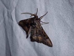Phaeoura mexicanaria