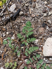 Lomatium martindalei