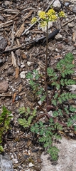 Lomatium martindalei