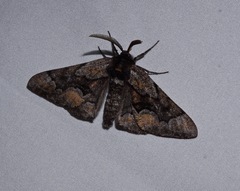 Phaeoura mexicanaria