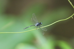 Pornothemis starrei