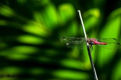 Orthemis schmidti