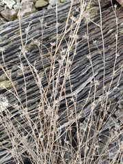 Bupleurum tenuissimum