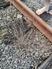 Bupleurum tenuissimum