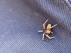 Kukulcania hibernalis