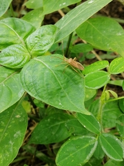 Homoeocerus marginellus