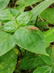 Homoeocerus marginellus