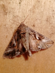 Autographa mandarina