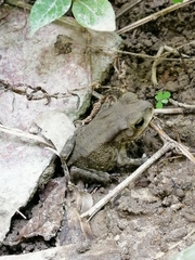 Duttaphrynus melanostictus