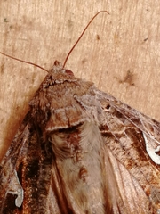 Autographa mandarina