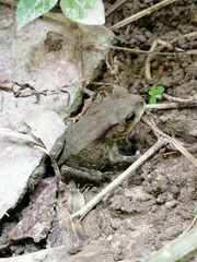 Duttaphrynus melanostictus