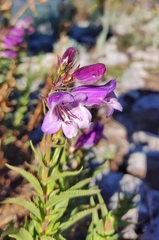 Penstemon leonensis