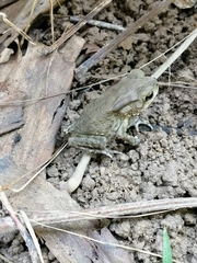 Duttaphrynus melanostictus