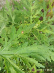 Zygogramma bicolorata