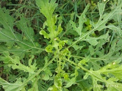 Zygogramma bicolorata