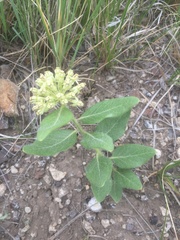 Asclepias lanuginosa