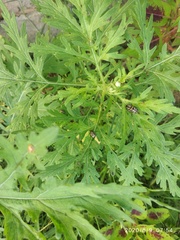 Zygogramma bicolorata