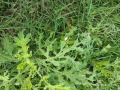 Zygogramma bicolorata